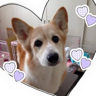 あづきちゃん