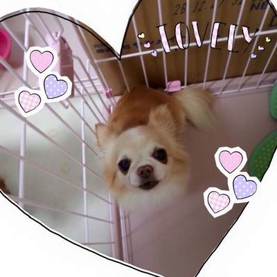 ココちゃん