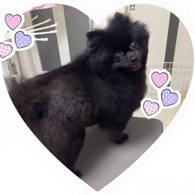 チャッピーちゃん