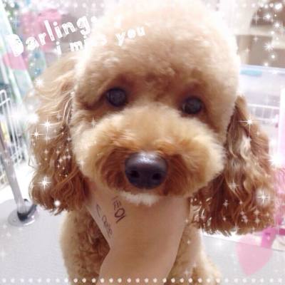 ププちゃん
