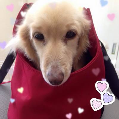 サラちゃん