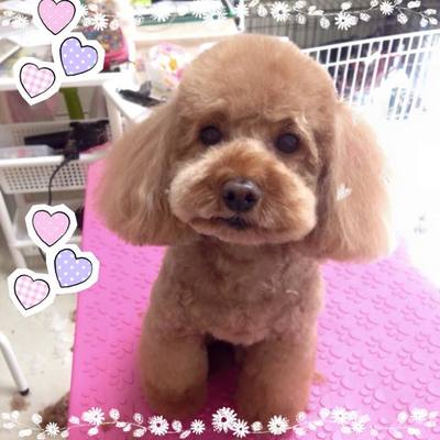 ニコくん