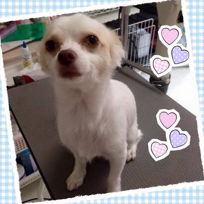 シロくん