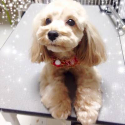 マリーちゃん
