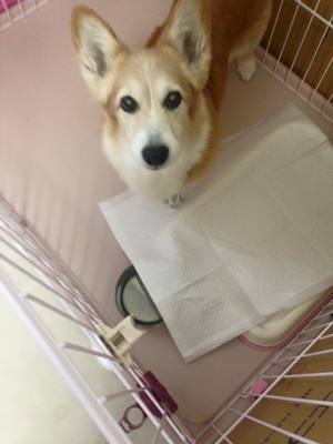 あづきちゃん