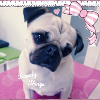 うづらちゃん