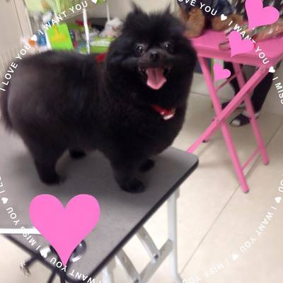 チャッピーちゃん