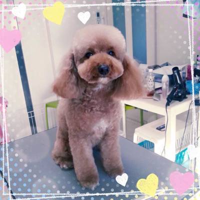ププちゃん