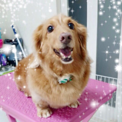 りんたろうくん