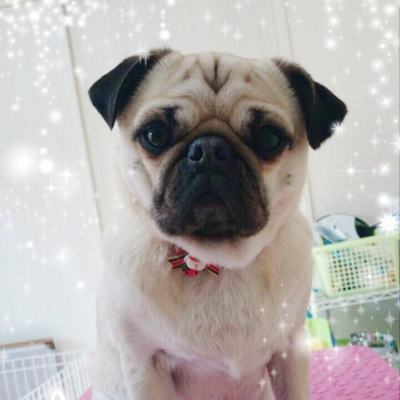 うづらちゃん