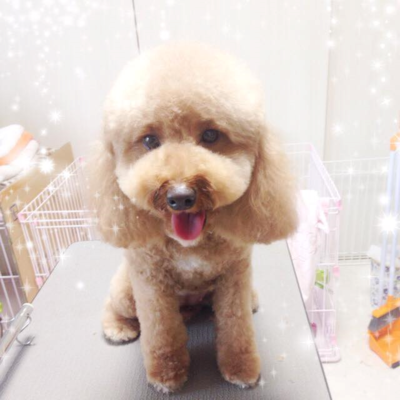 ププちゃん