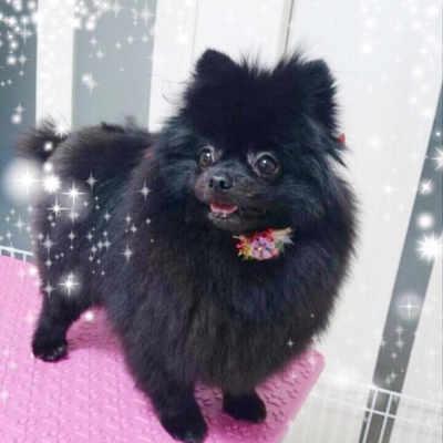 チャッピーちゃん