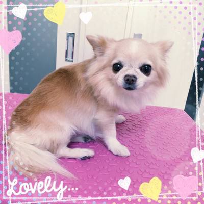 ココちゃん