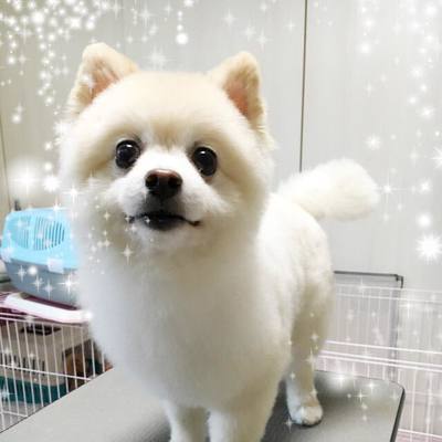 クゥくん