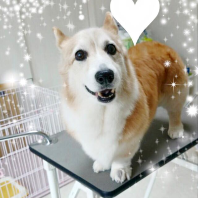 あづきちゃん