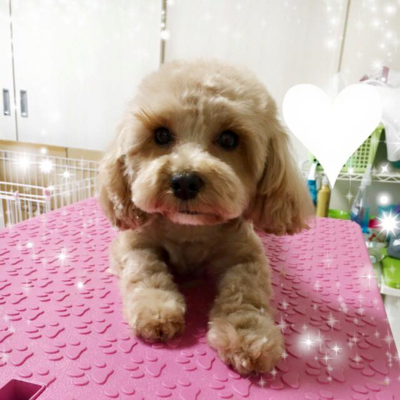 マリーちゃん
