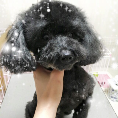 さくらちゃん