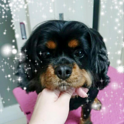 チャーリーちゃん