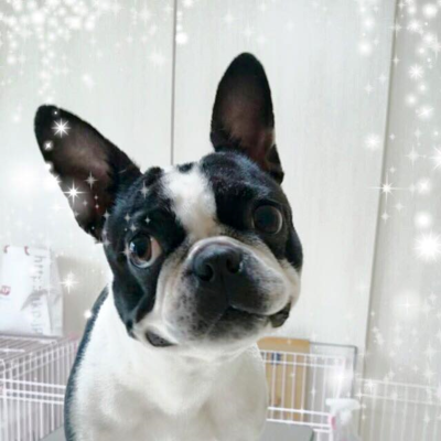 ココちゃん