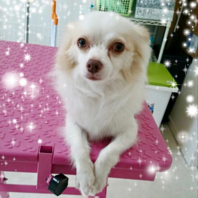 シロくん