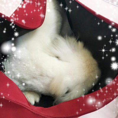 サラちゃん