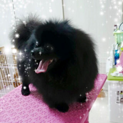 チャッピーちゃん