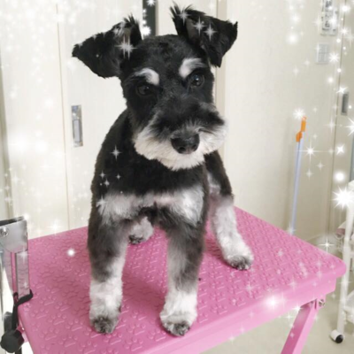 モアちゃん