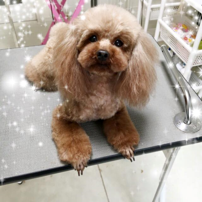 ノアちゃん