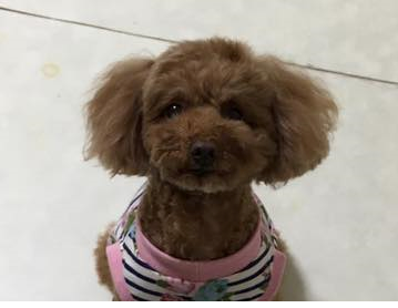 ピノちゃん