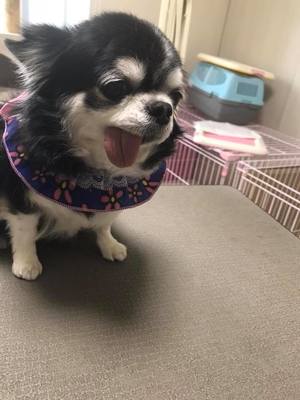 アンジーちゃん