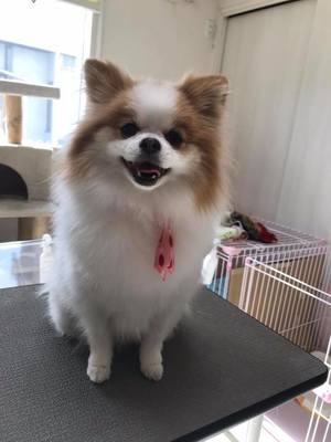モコちゃん