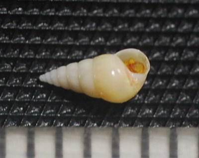 セトモノガイ　？