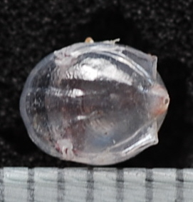 マルカメガイ「背側」