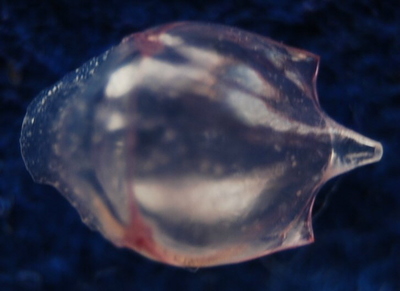 シロカメガイ「背側」
