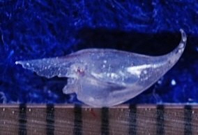マサコカメガイ