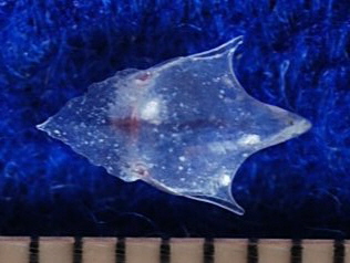 マサコカメガイ「背側」