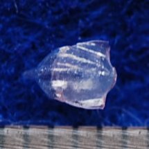 ササノツユ「背側」