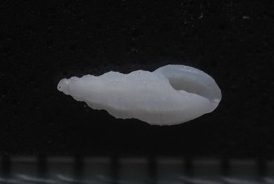 チビシャジク
