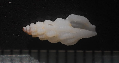 トウガタコシボソクチキレツブ