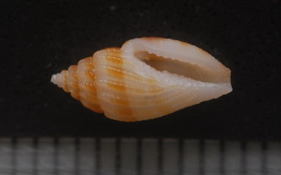 ハラブトコトツブ