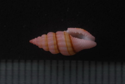 ハナヤカフタナシシャジク