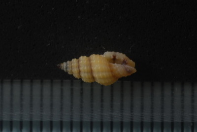 ノシメアラボリクチキレツブ