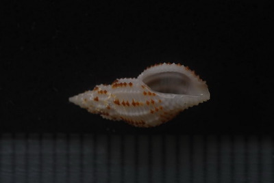 ヒサゴコウシツブ