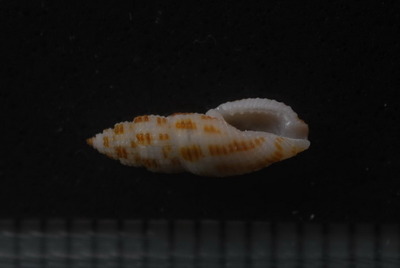 テンスジコウシツブ