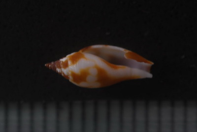 ナンヨウフデシャジク