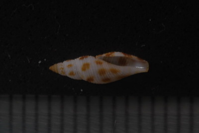 フイリフデシャジク