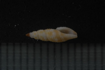 チビフデシャジク