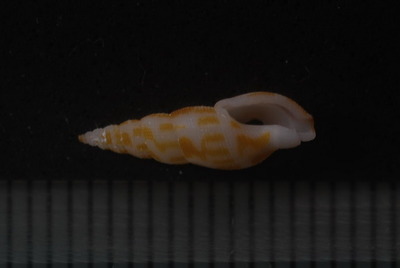 ホソフデシャジク