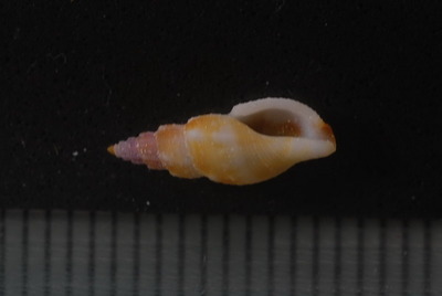 ウネフデシャジク