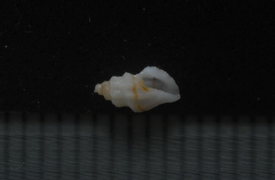 ヒトスジサシコツブ